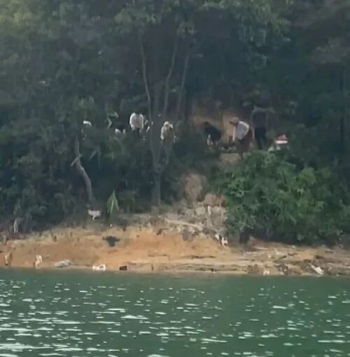 祥乾资产 广东清远一水库旁疑多人放生猫咪，管理部门和警方回应