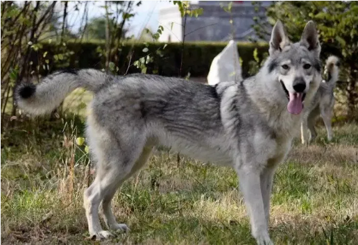 永华配资 双鸭山尖山区回应“野狼出现”传闻：系捷克狼犬，已收容